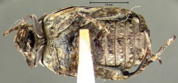 Media type: image;   Entomology 25056 Aspect: habitus ventral view